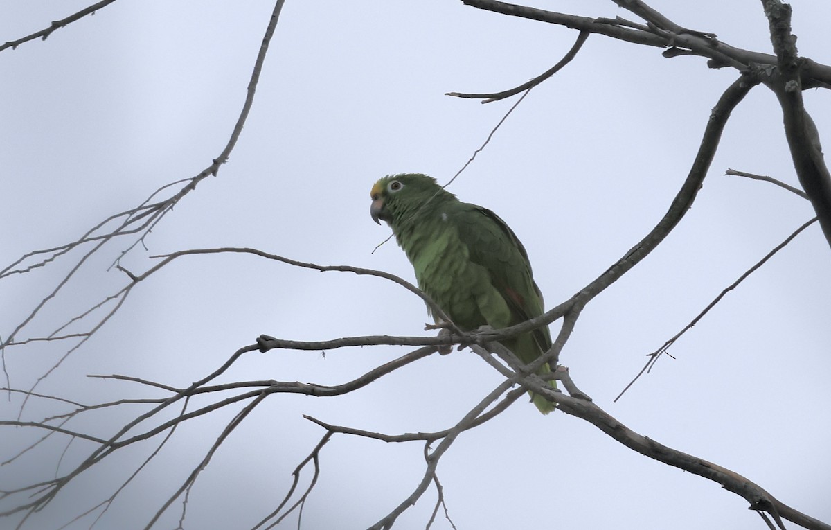 Yellow-crowned Parrot - ML623769255