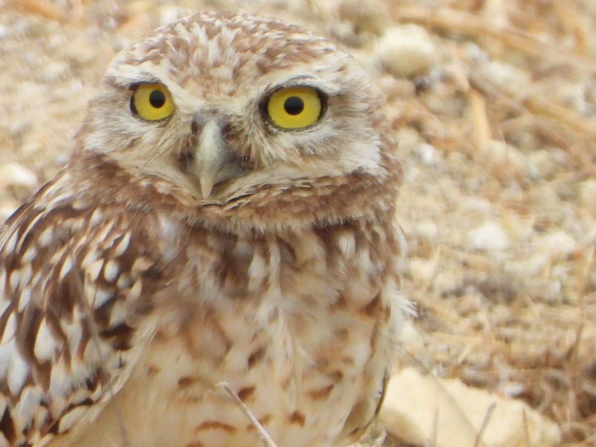 Burrowing Owl - ML623769270