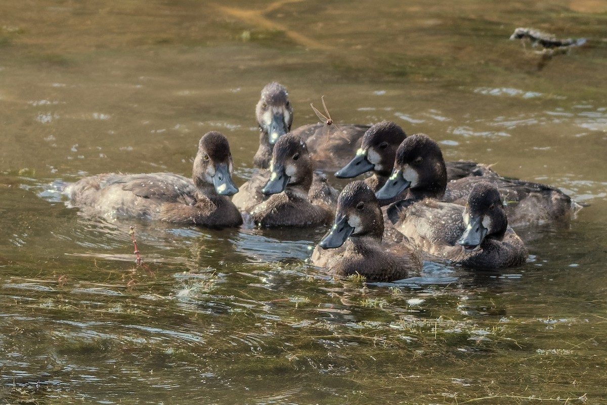 Lesser Scaup - ML623769274