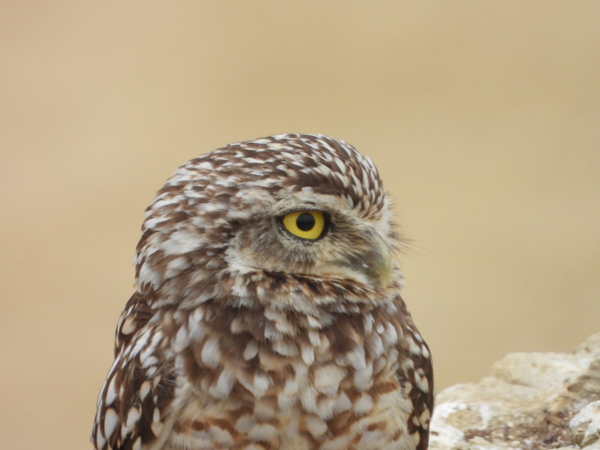 Burrowing Owl - ML623769281