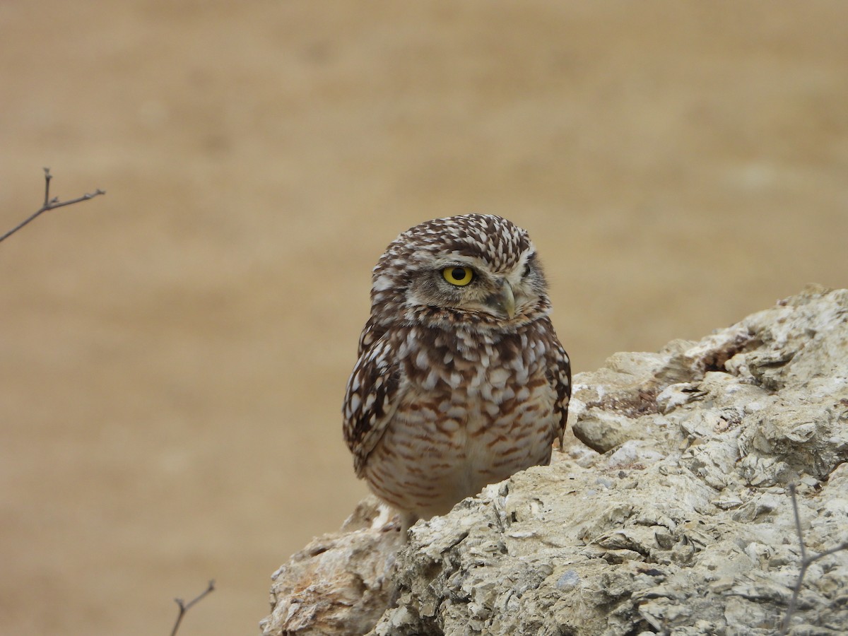 Burrowing Owl - ML623769289