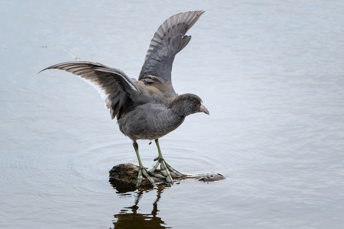 American Coot - ML623769298