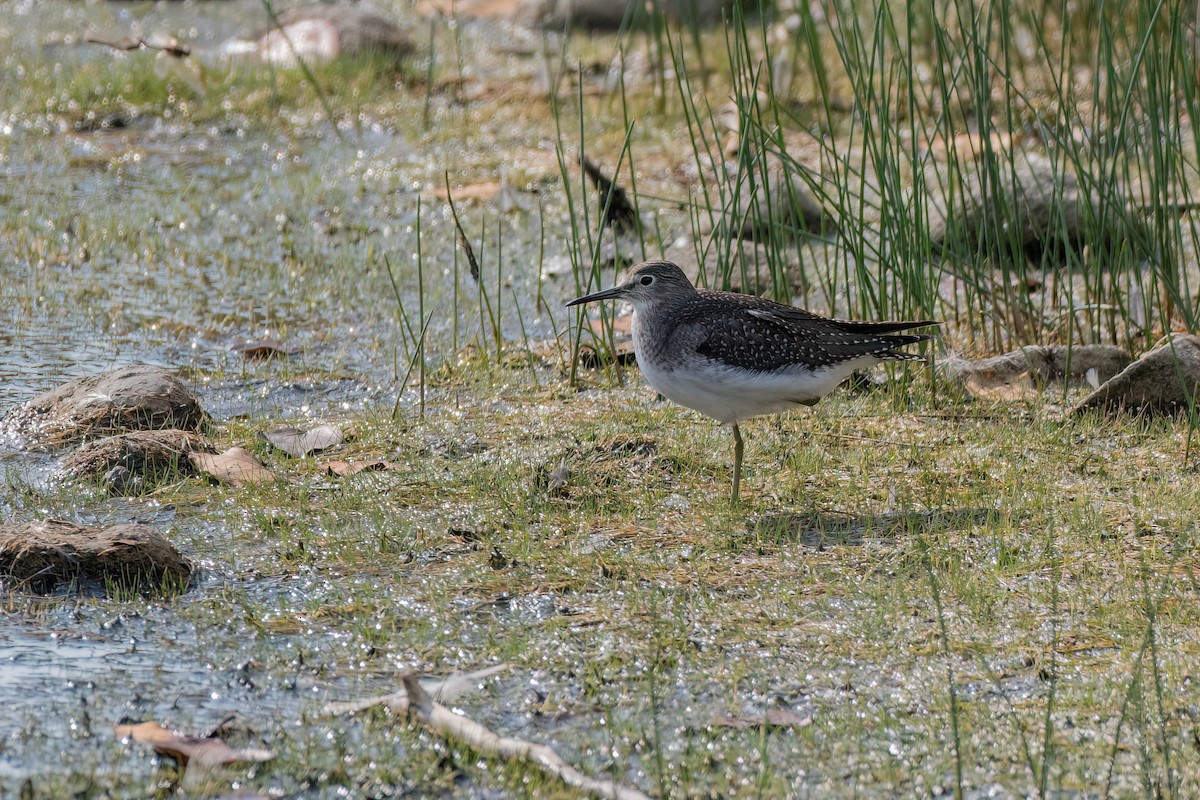 Solitary Sandpiper - ML623769305