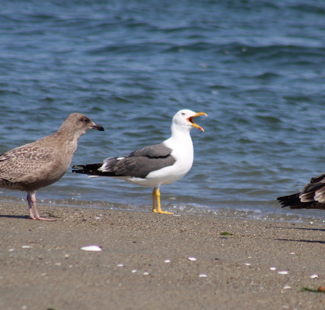 Бэсрэг цахлай - ML623769320