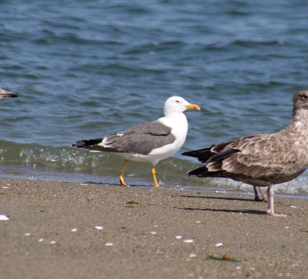 Бэсрэг цахлай - ML623769321