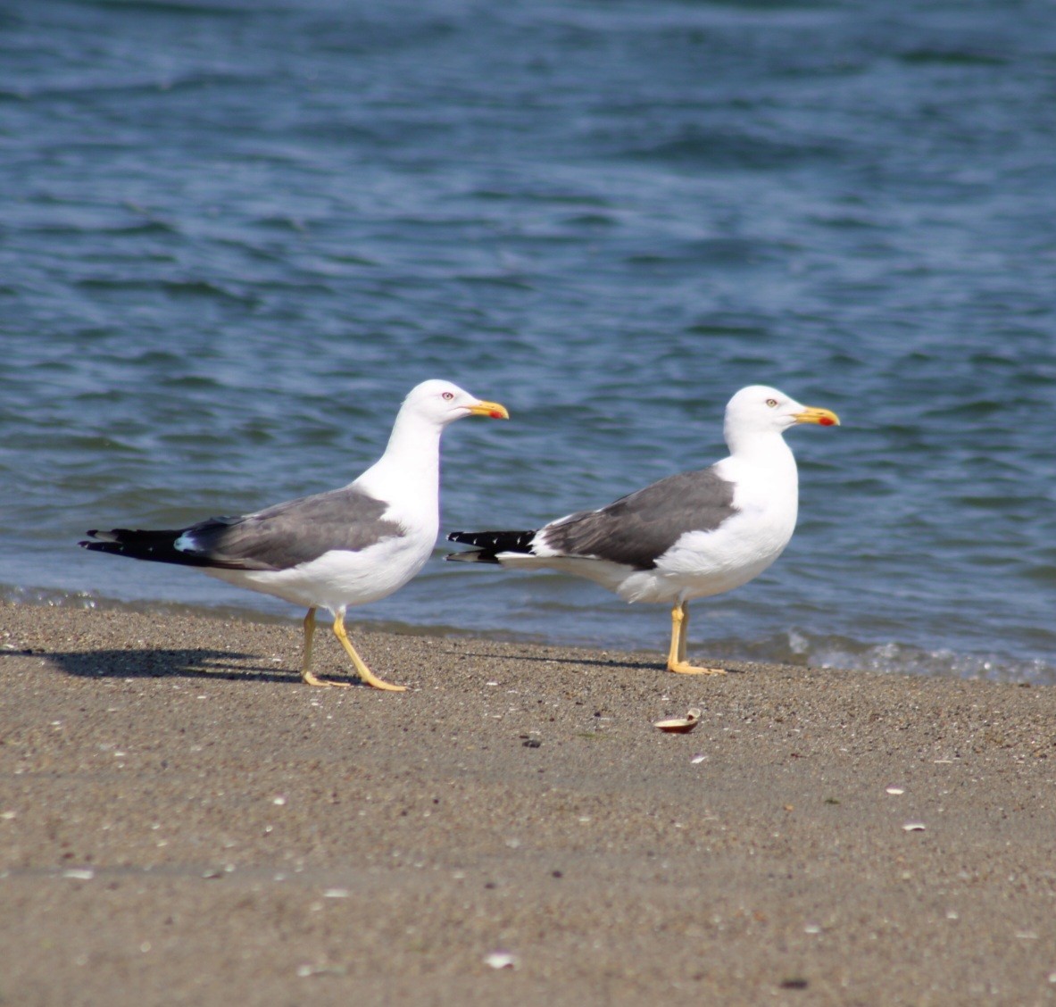 Бэсрэг цахлай - ML623769322