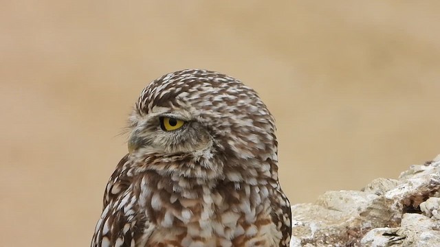 Burrowing Owl - ML623769480