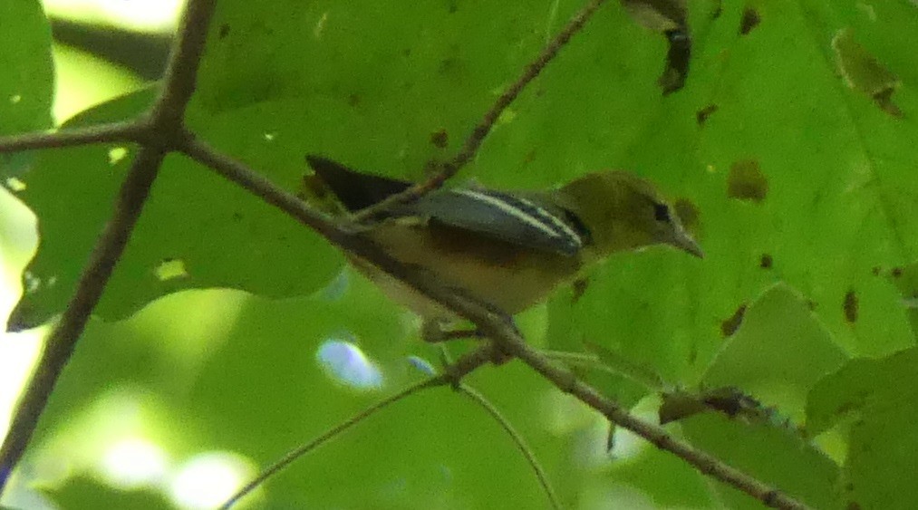 Bay-breasted Warbler - ML623769507