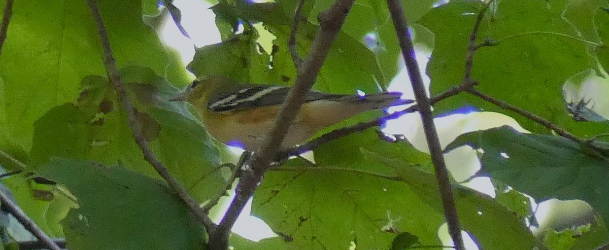 Bay-breasted Warbler - ML623769508