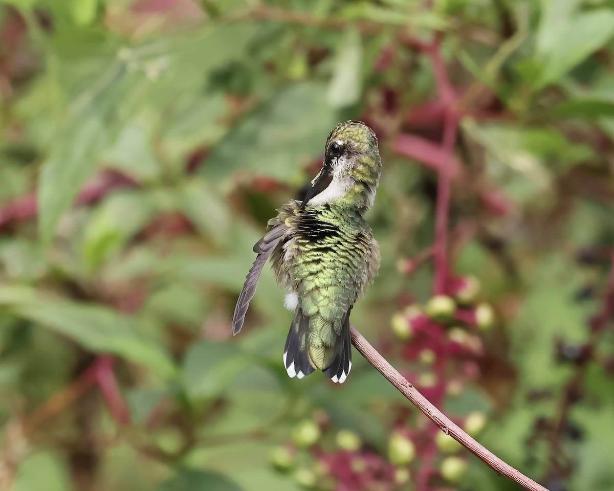 Ruby-throated Hummingbird - ML623769561