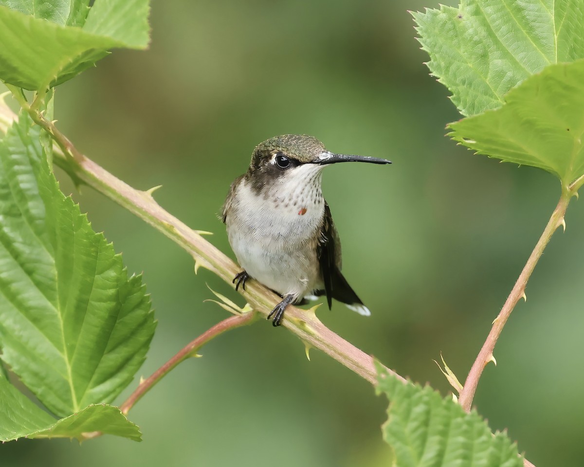Ruby-throated Hummingbird - ML623769562