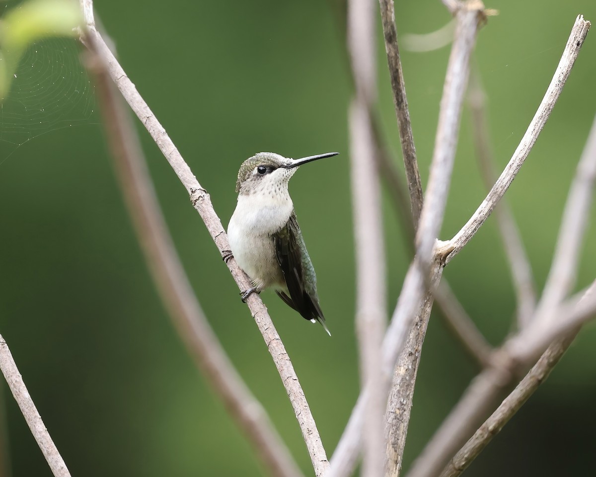 Ruby-throated Hummingbird - ML623769564