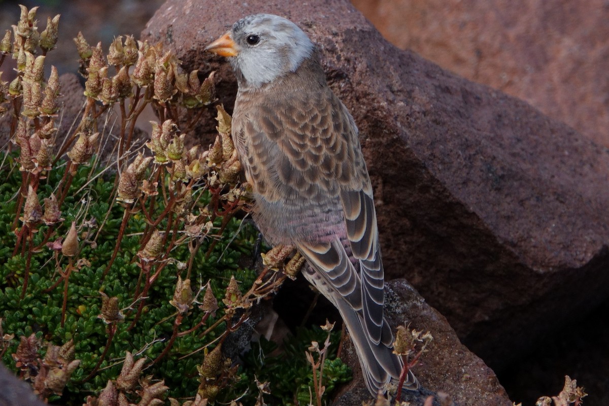 Gray-crowned Rosy-Finch (Hepburn's) - ML623769587