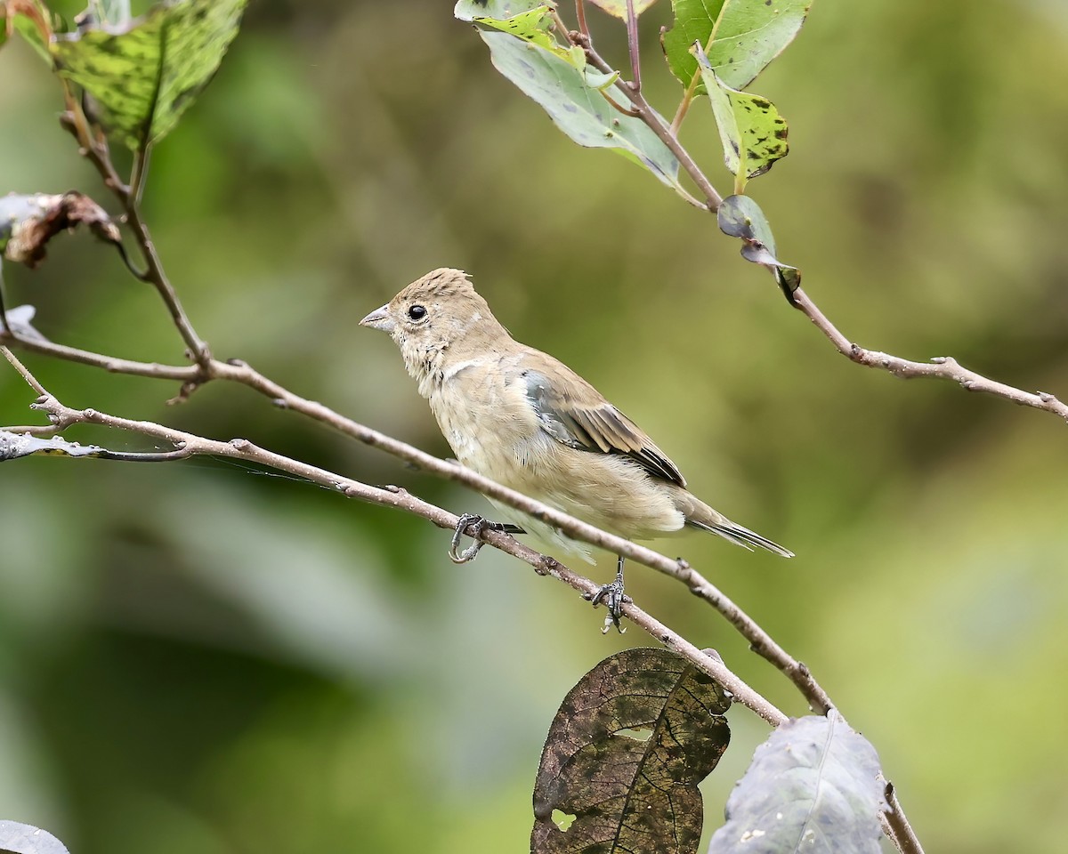 Indigo Bunting - ML623769598