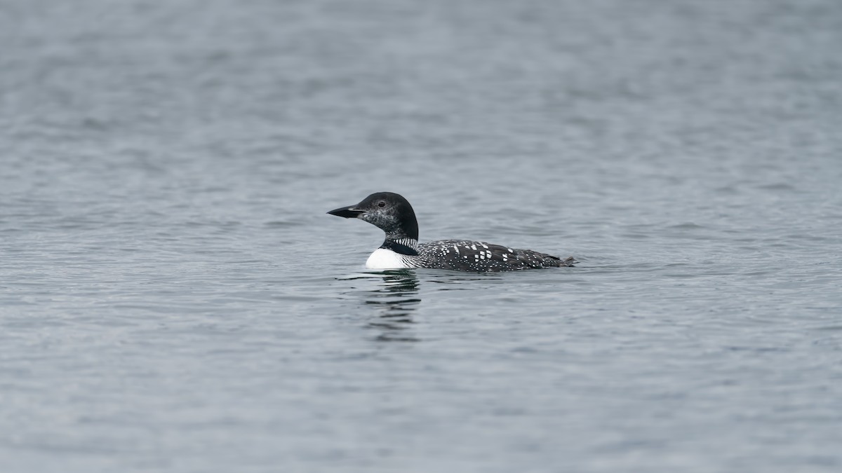 Common Loon - ML623769607