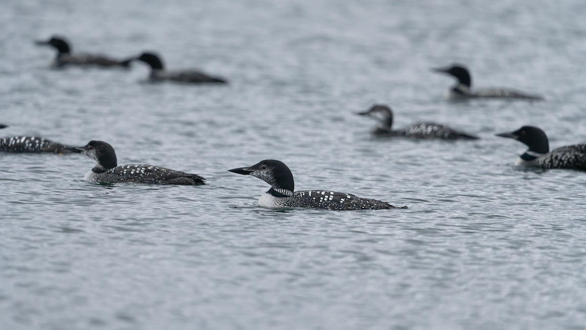 Common Loon - ML623769608