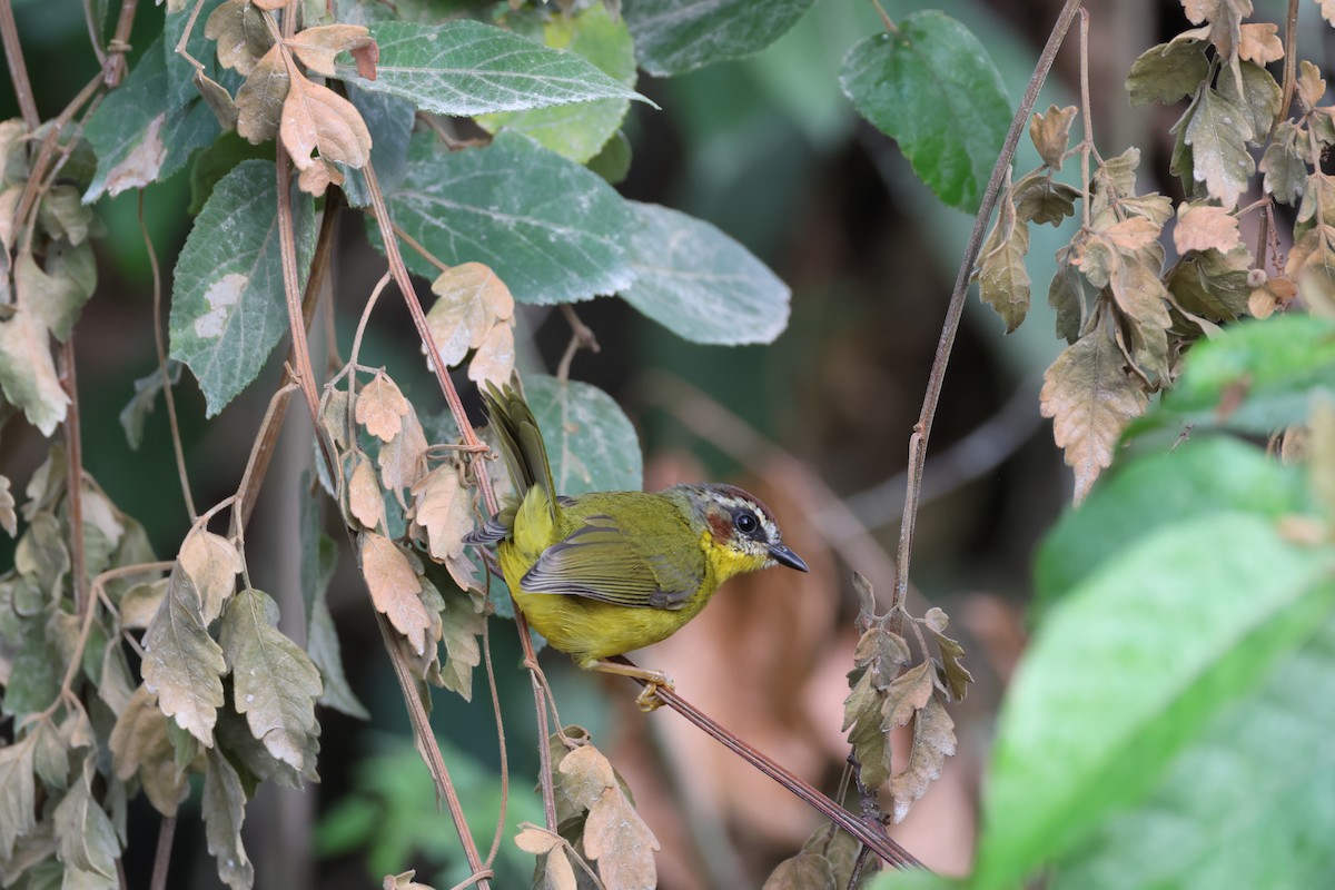 Chestnut-capped Warbler - ML623769620