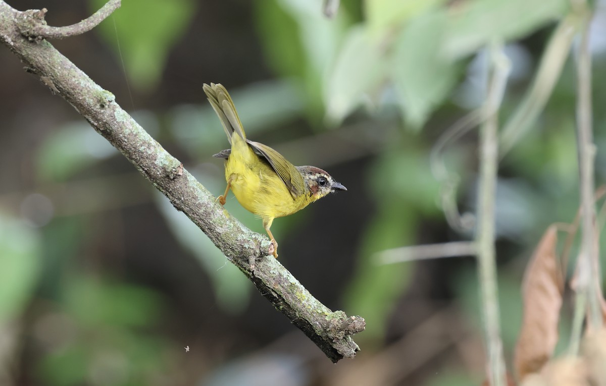 Chestnut-capped Warbler - ML623769632