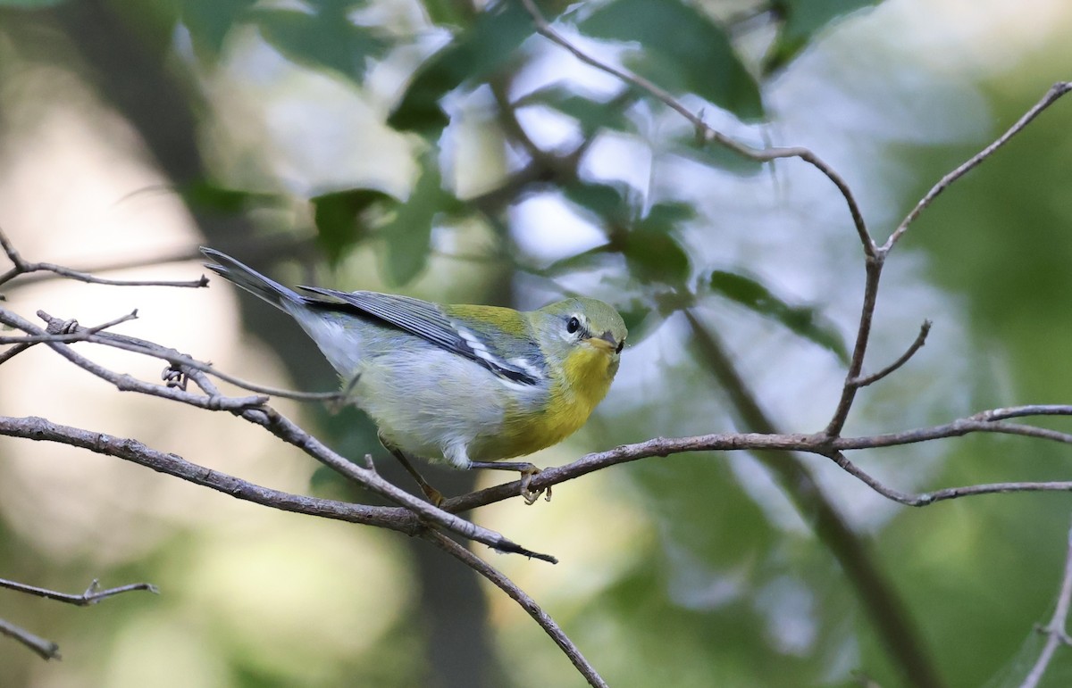 Northern Parula - ML623769634