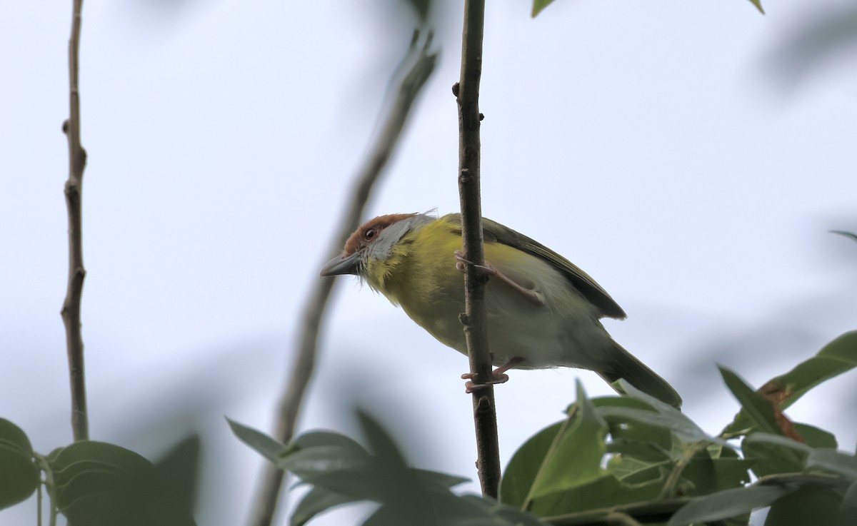 Rufous-browed Peppershrike - ML623769672