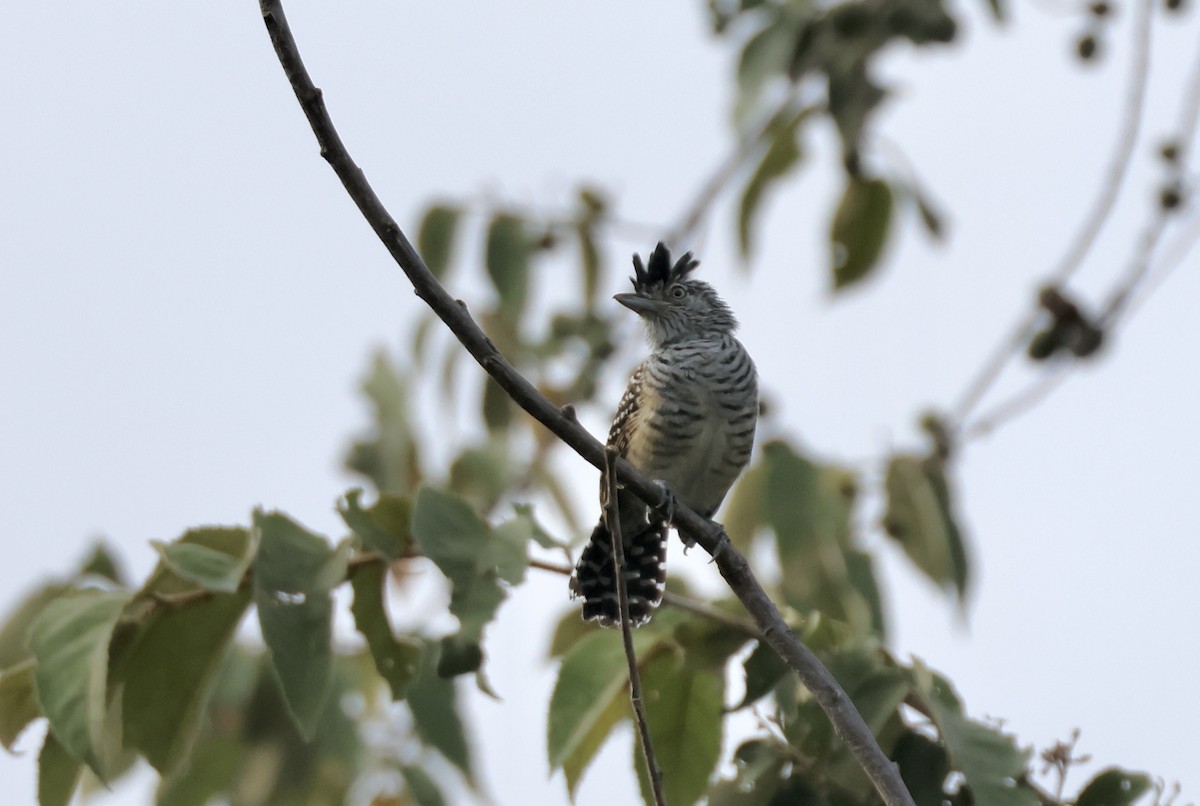 Barred Antshrike (Barred) - ML623769725