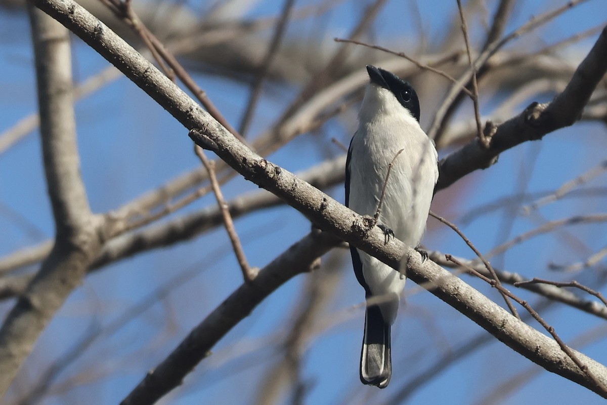 Black-winged Flycatcher-shrike - ML623769737