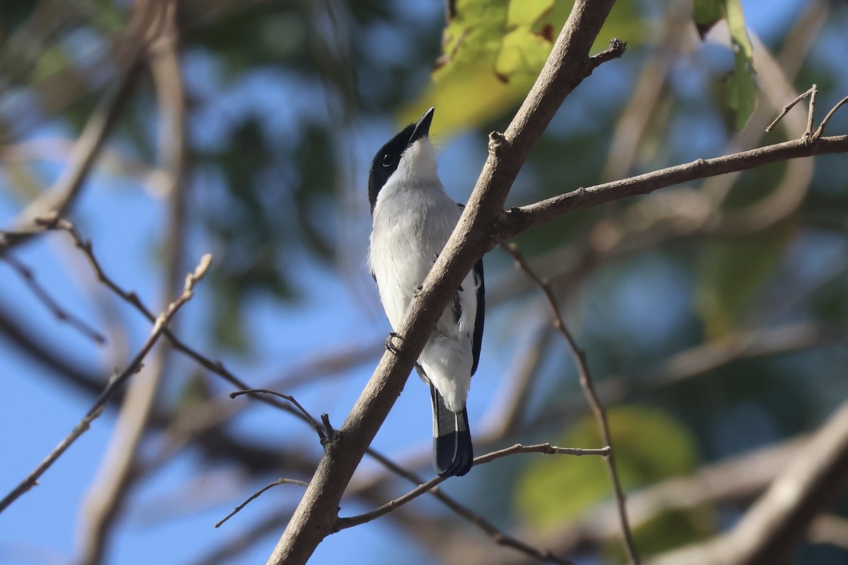 Black-winged Flycatcher-shrike - ML623769743