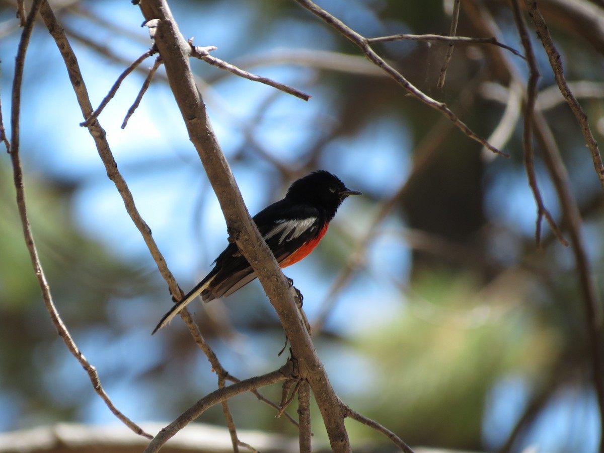 Painted Redstart - ML62376981