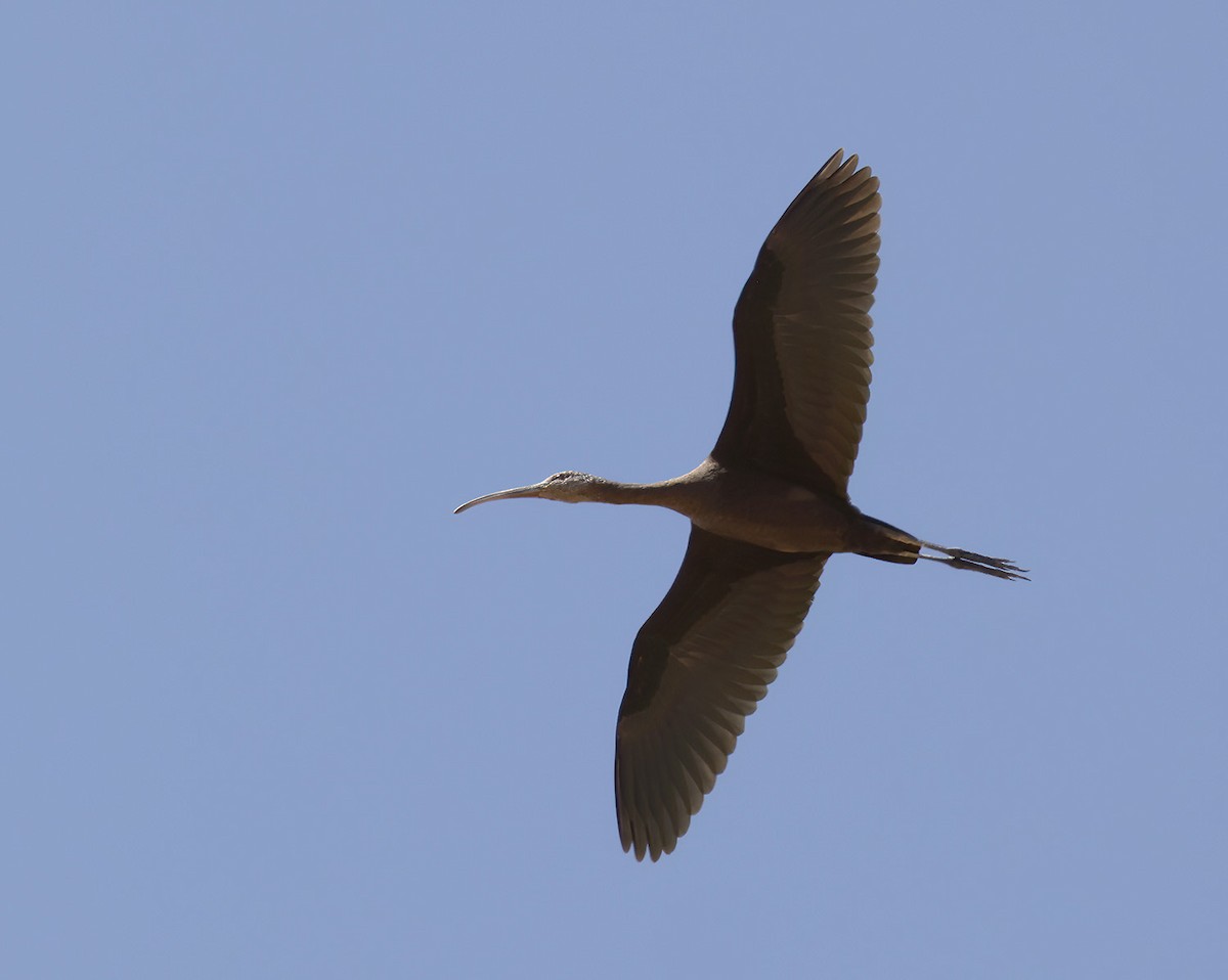 White-faced Ibis - ML623769812