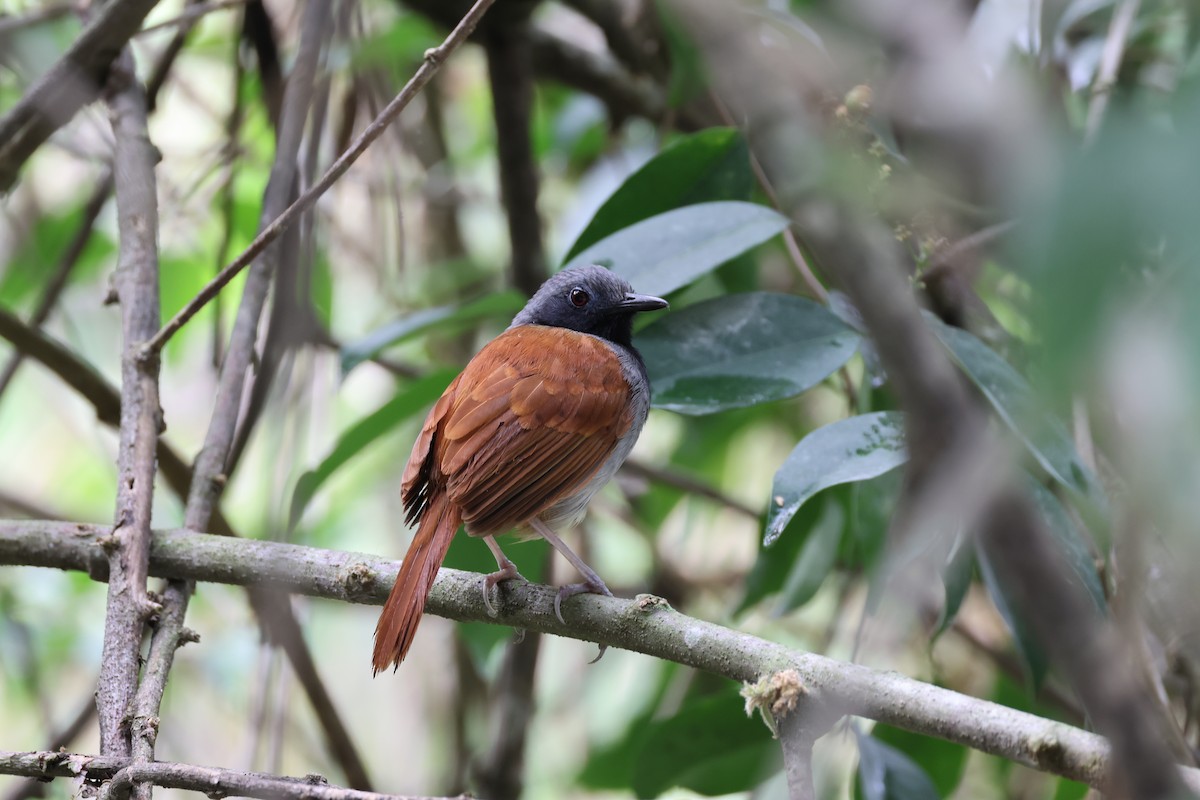 White-bellied Antbird - ML623769833