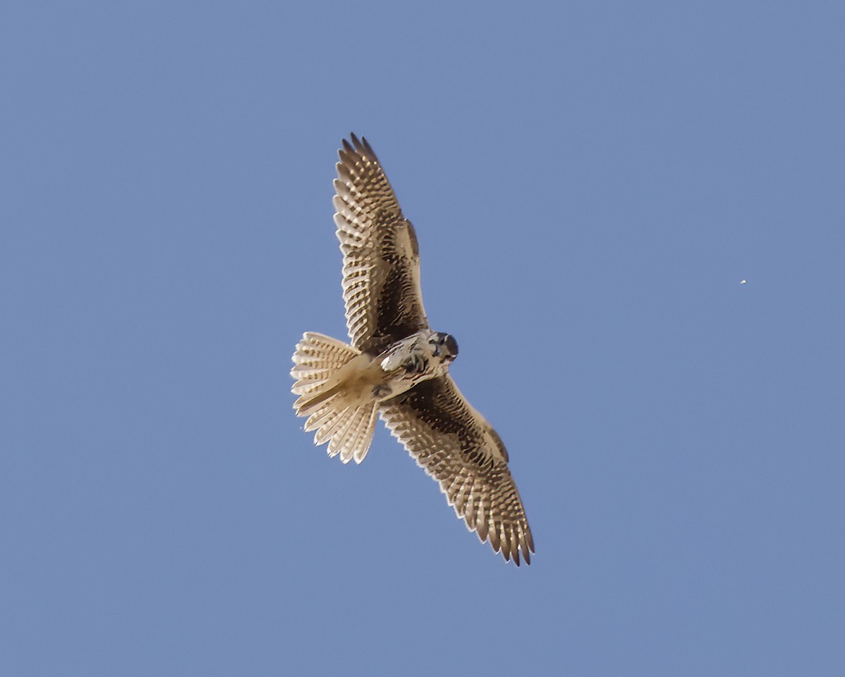 Prairie Falcon - ML623769840