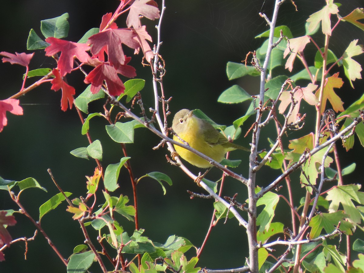 Nashville Warbler - ML623769869