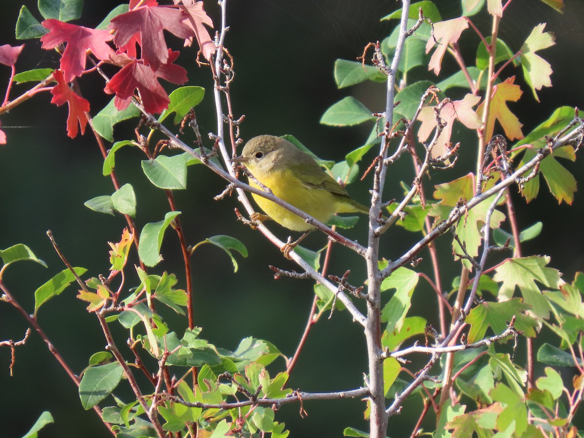 Nashville Warbler - ML623769871