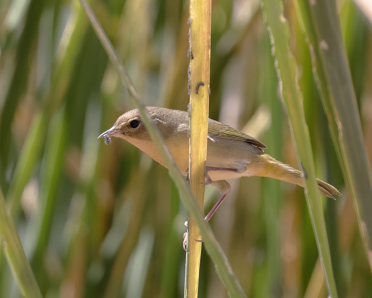 Common Yellowthroat - ML623769882