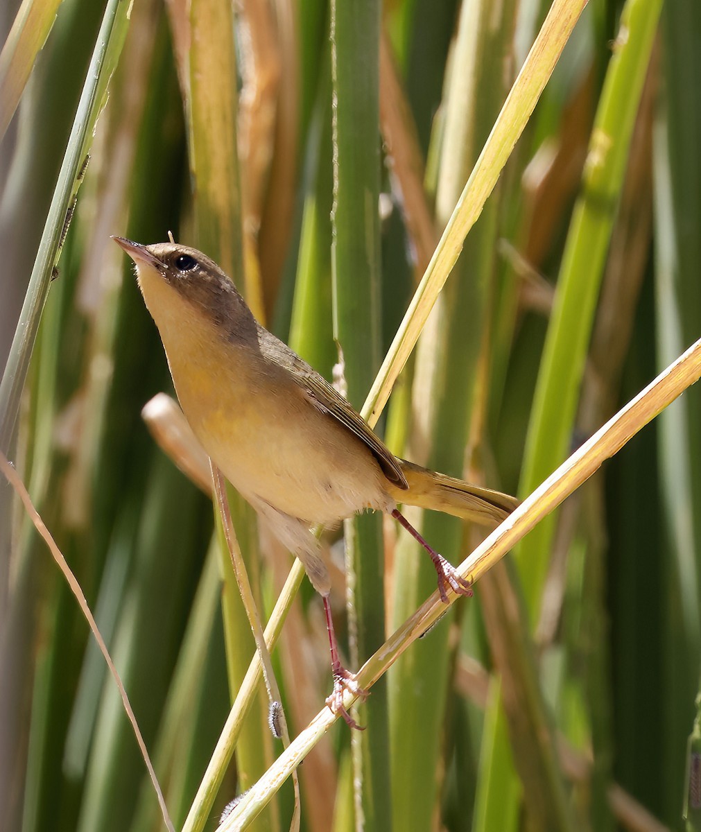 Common Yellowthroat - ML623769883