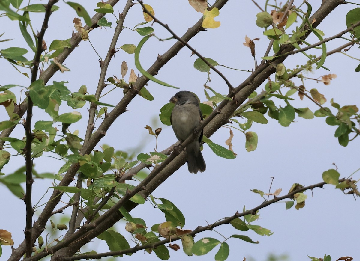 Gray Seedeater - ML623769887