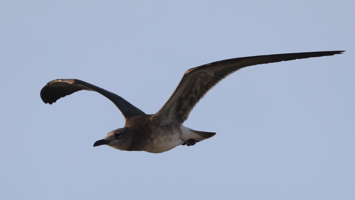 Mouette atricille - ML623769930