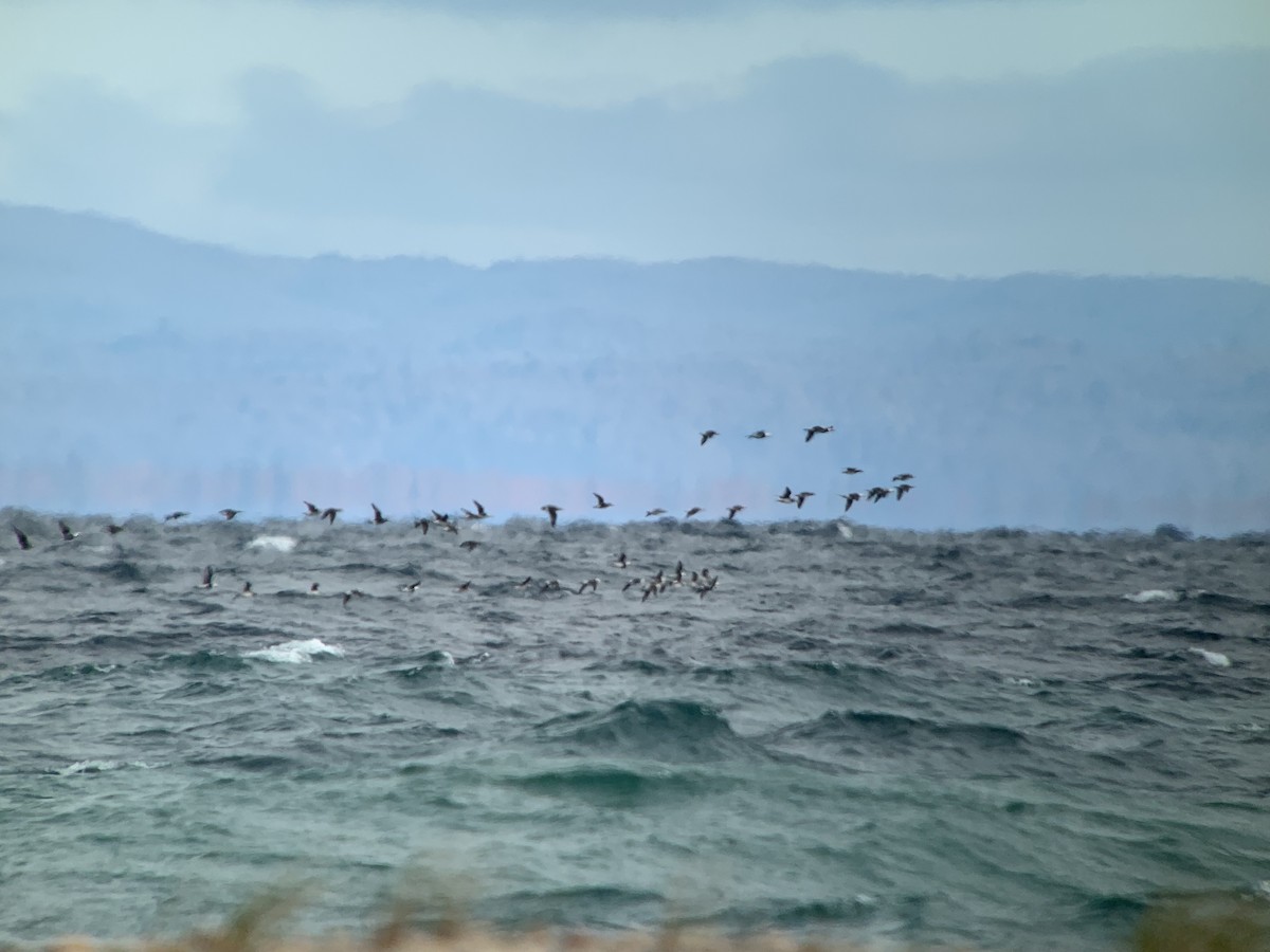 Long-tailed Duck - ML623769969