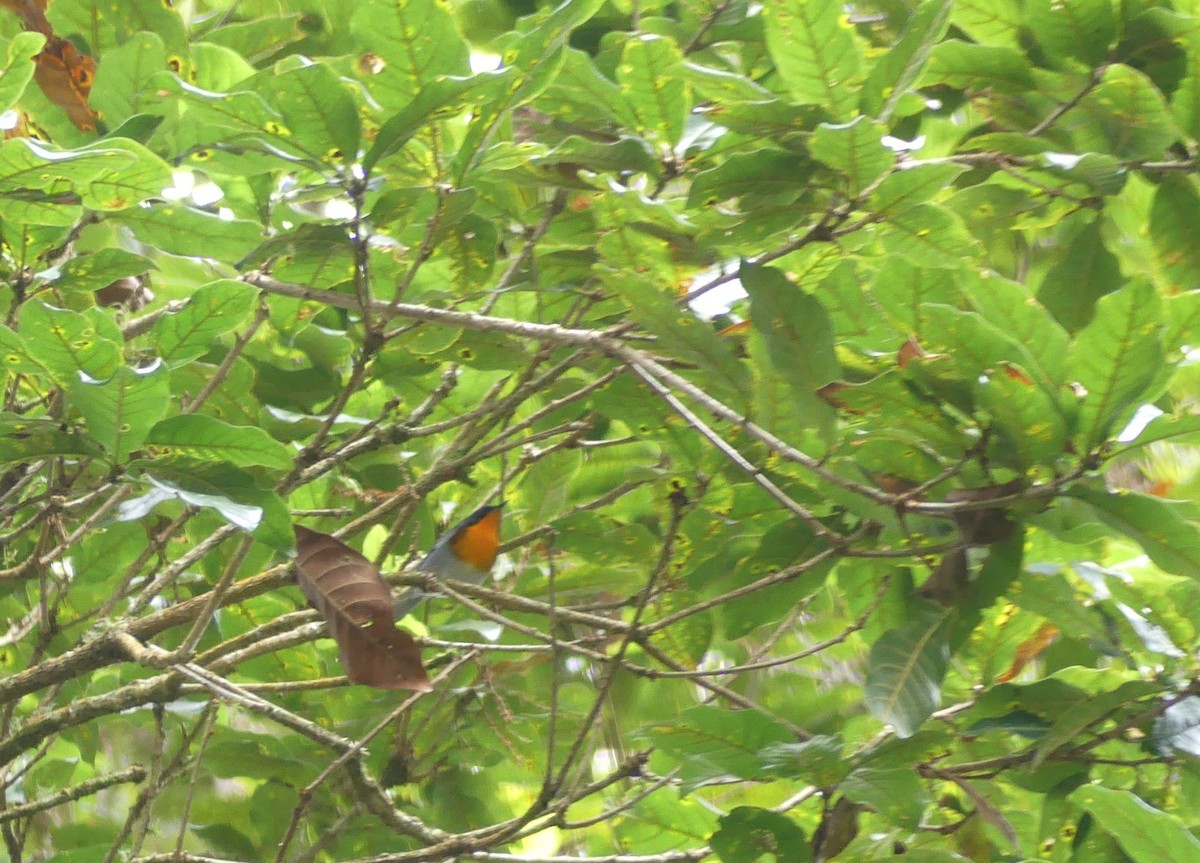 Flame-throated Warbler - ML623769977