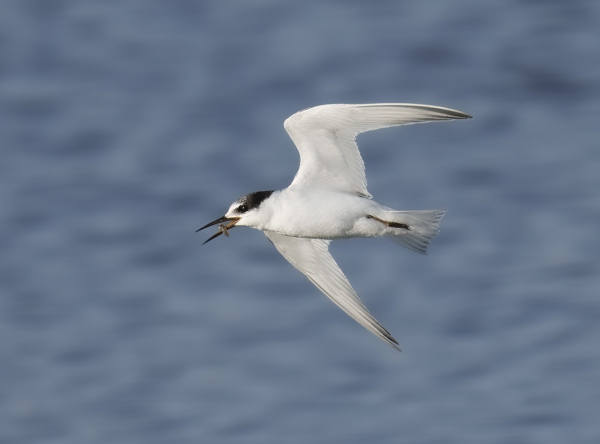 Little Tern - ML623770000