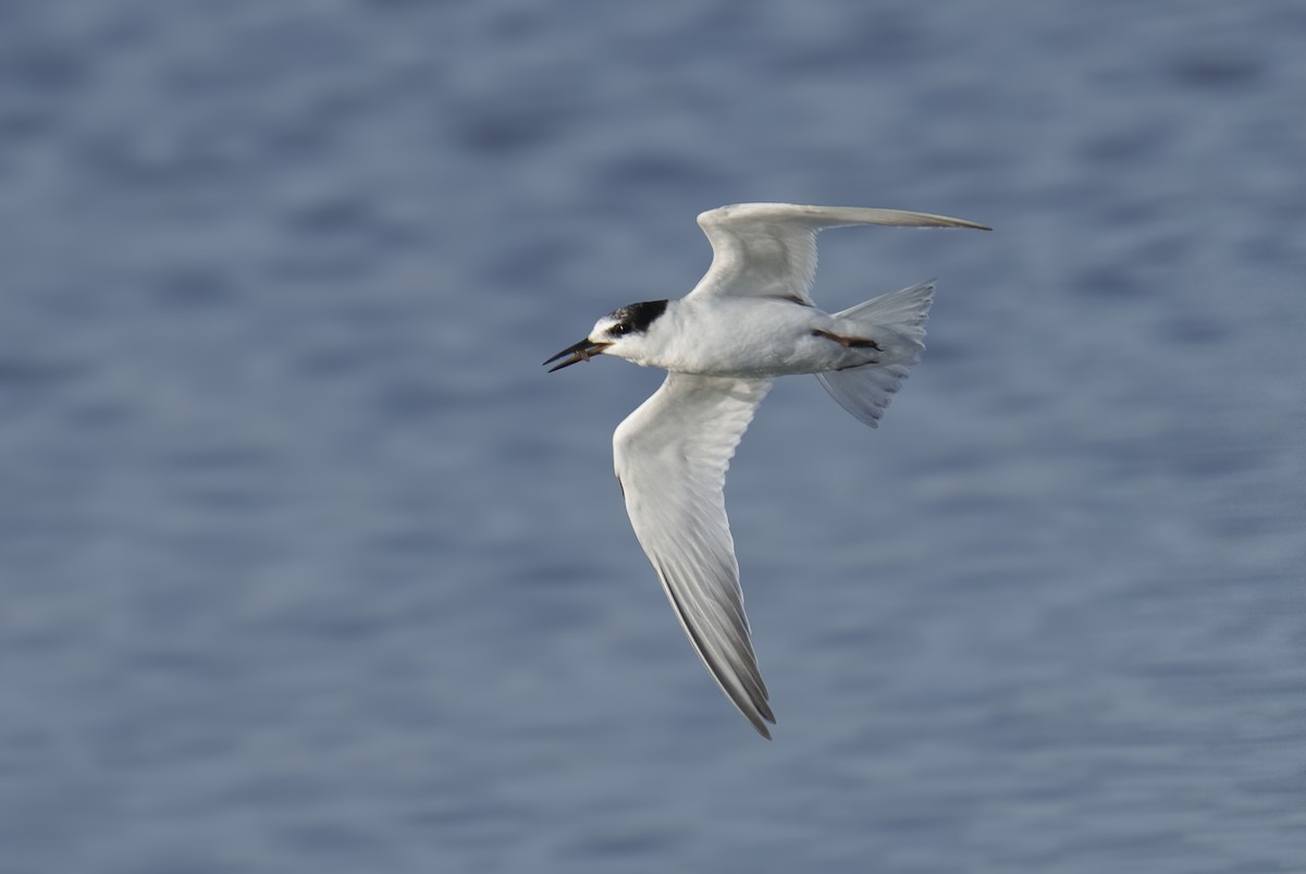 Little Tern - ML623770001