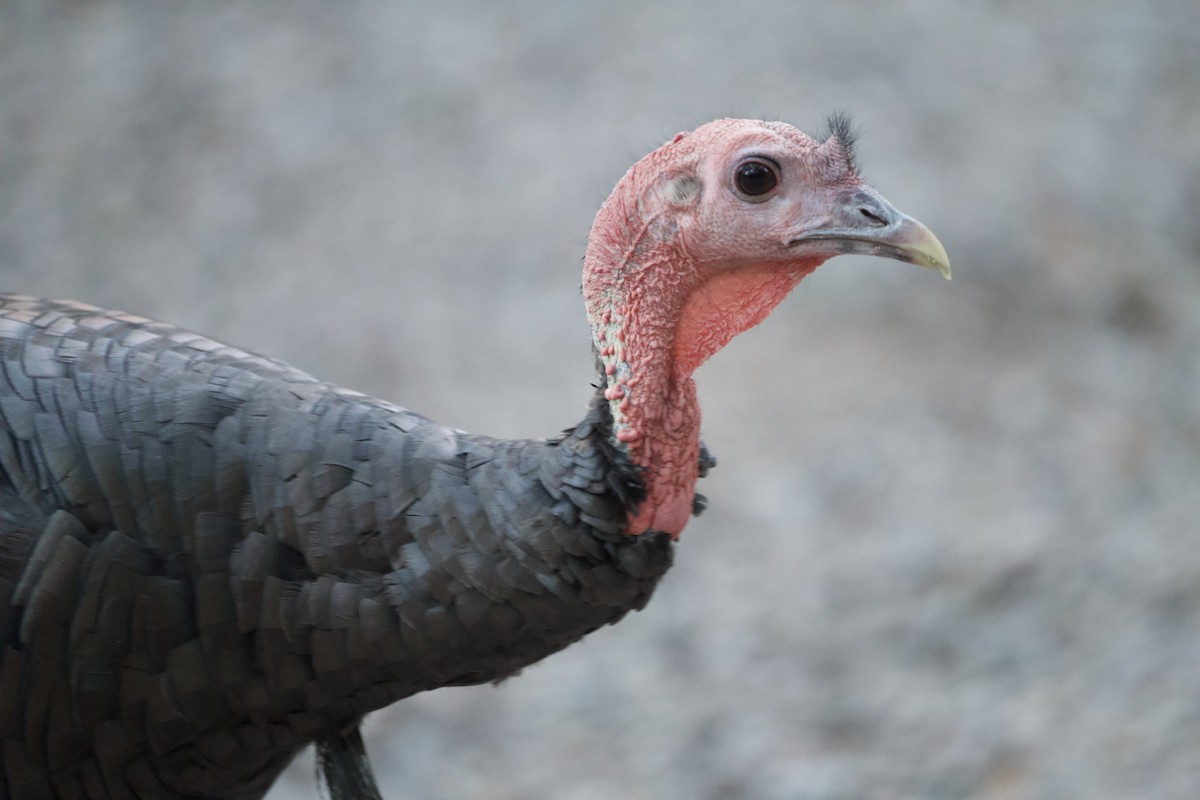 Wild Turkey - ML623770010