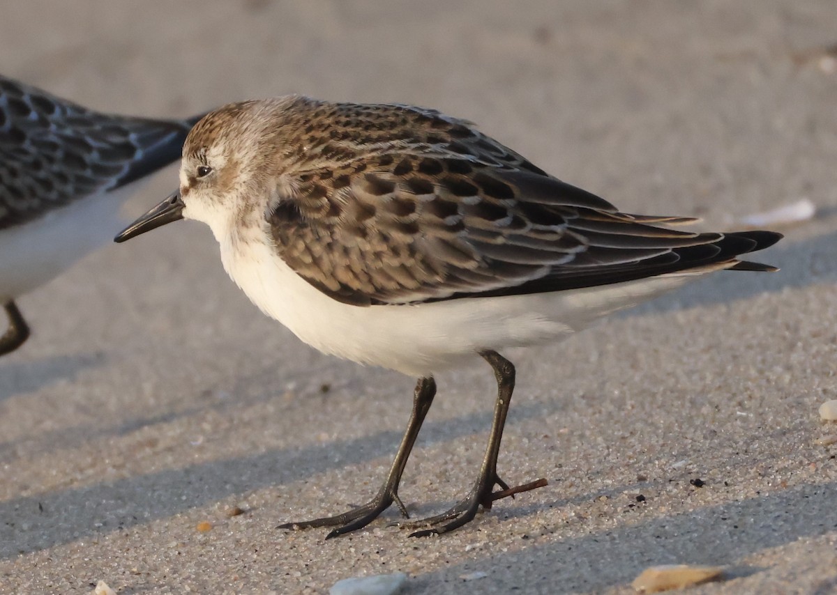 Semipalmated Sandpiper - Jim Stasz