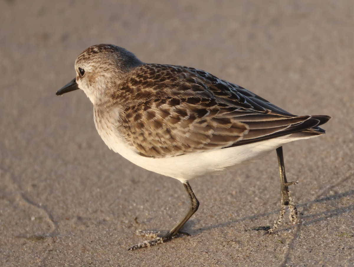 Semipalmated Sandpiper - Jim Stasz