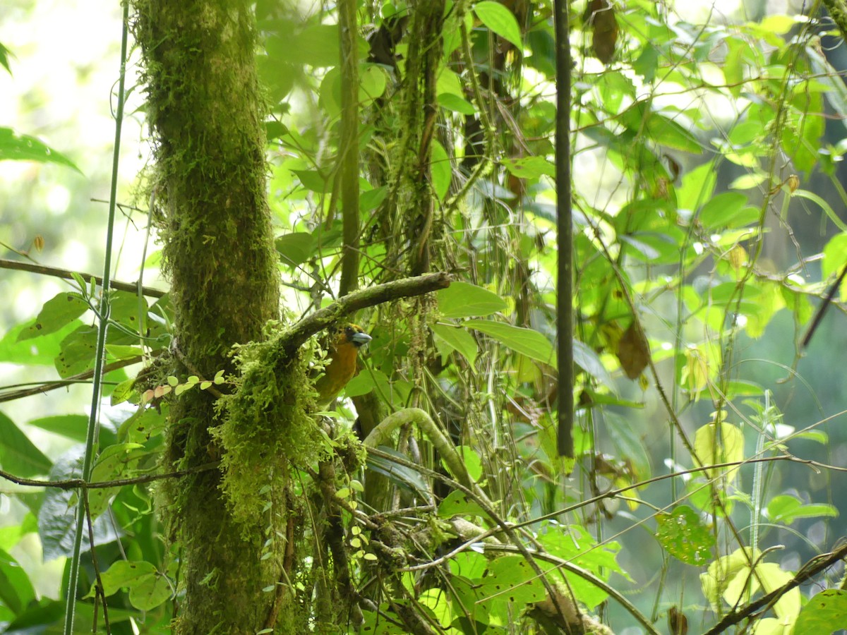 Prong-billed Barbet - ML623770082