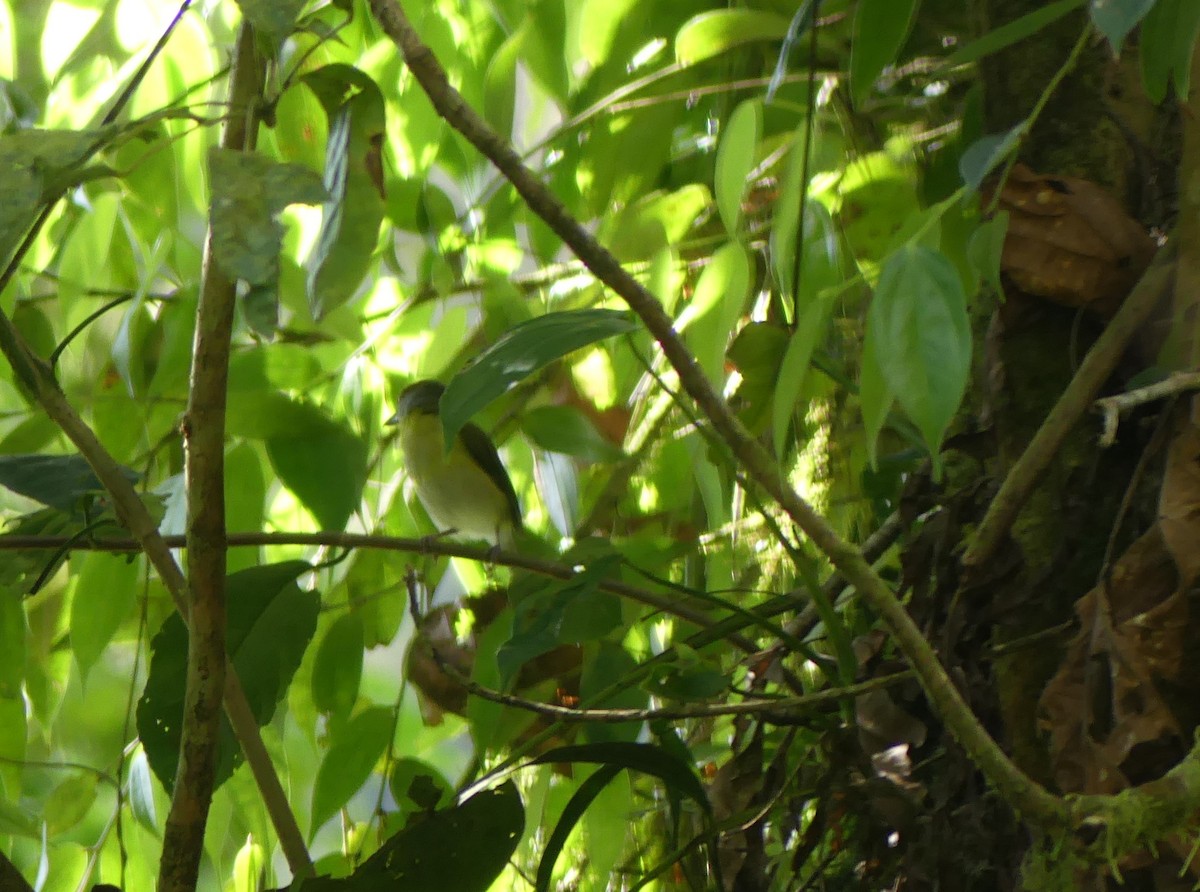 Rufous-browed Peppershrike - ML623770085