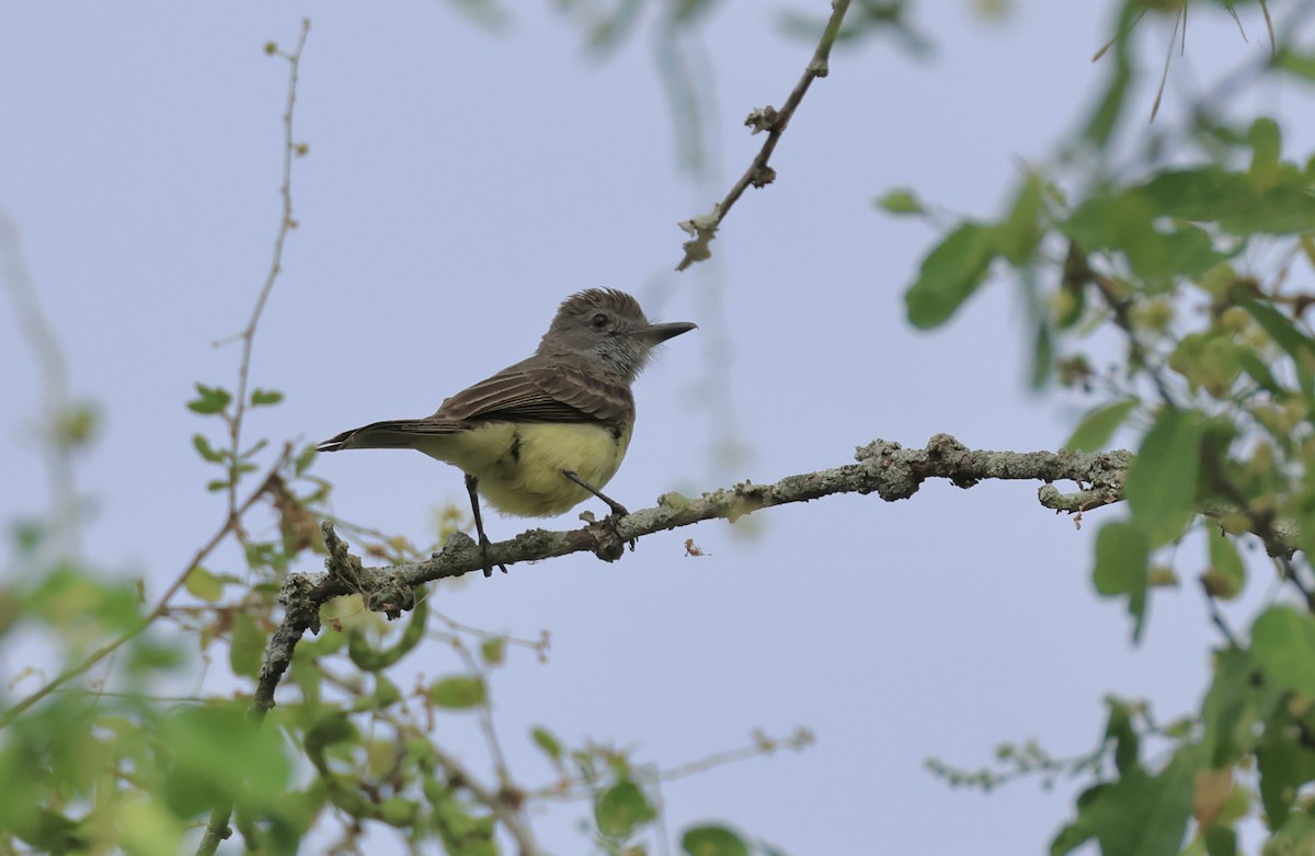 Apical Flycatcher - ML623770093