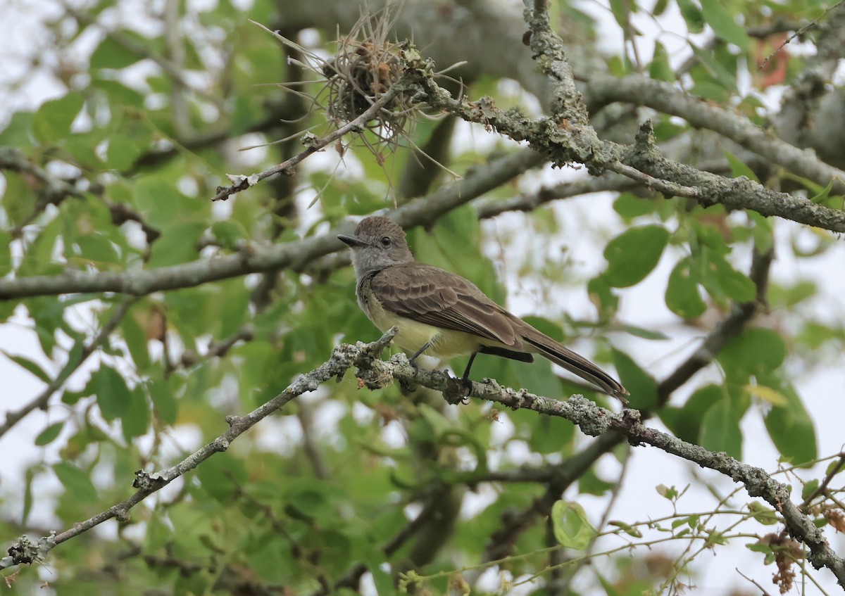 Apical Flycatcher - ML623770101