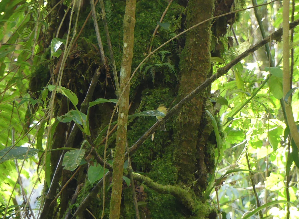 Yellowish Flycatcher - ML623770102