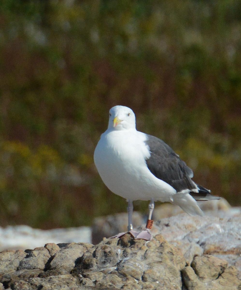 Great Black-backed Gull - ML623770105